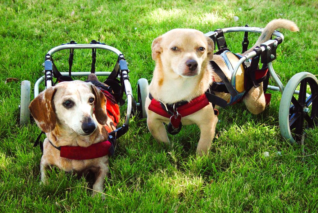 two dog wearing wheelchairs since they both have a chronic condition