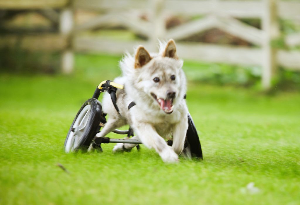 Pet parent using a support wheelchair to help their dog walk with weak limbs