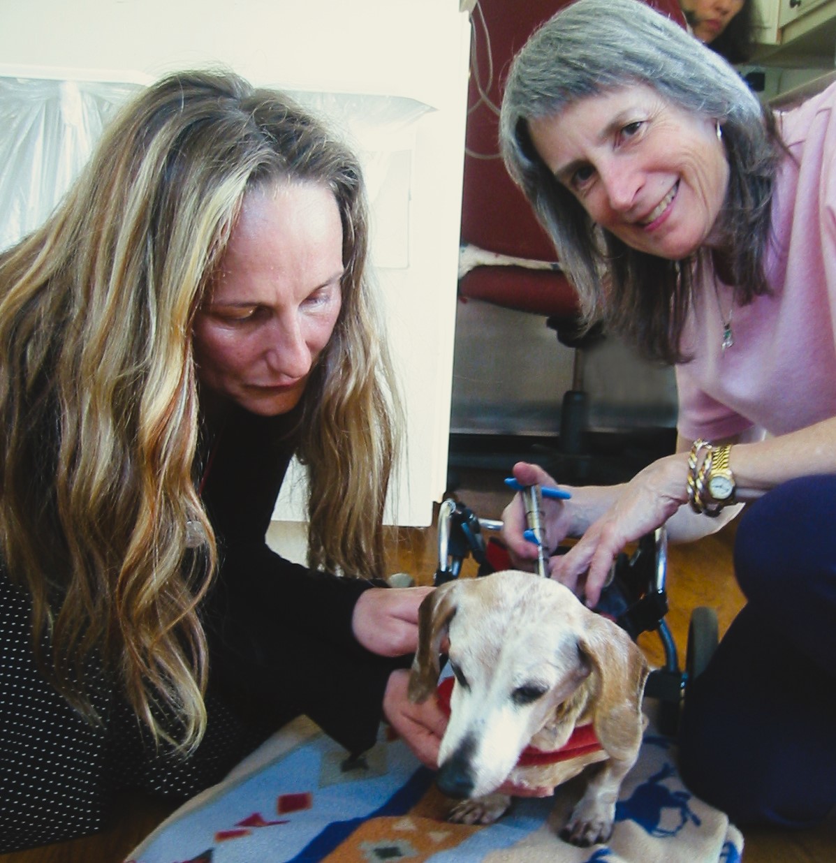 two mature women giving an injection to a old dog wearing wheelchair