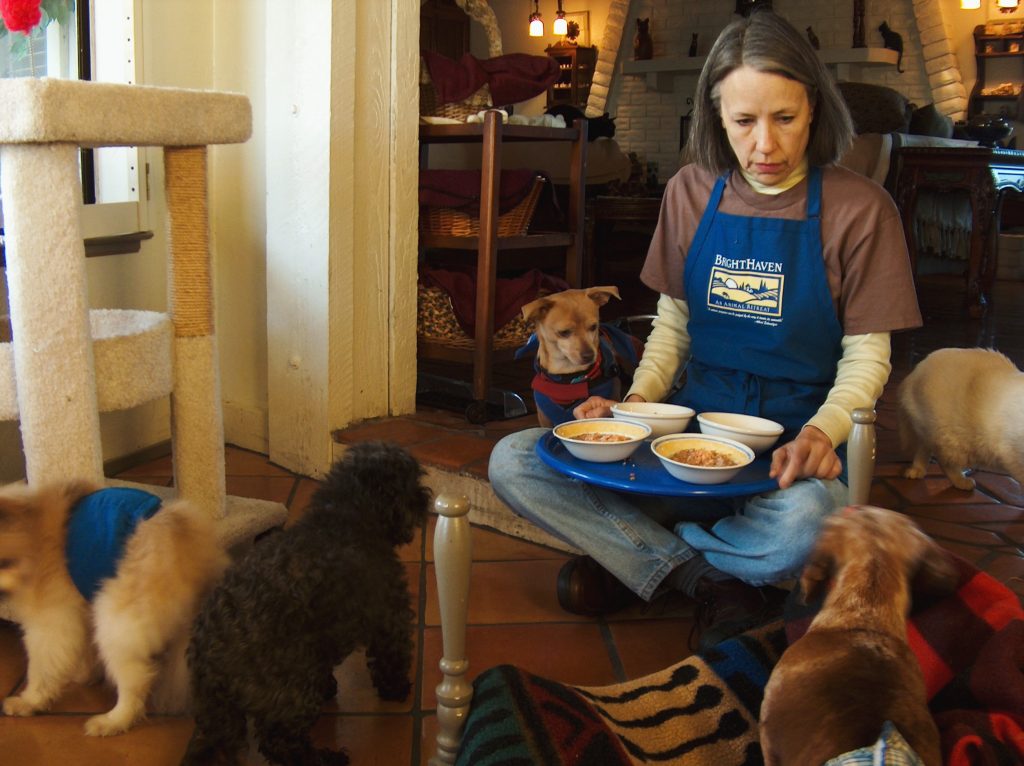 a brighthaven woman staff feeding different little dogs