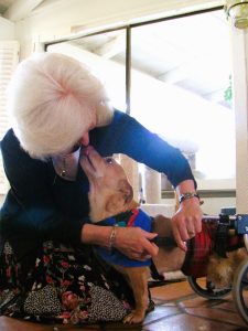 Gail Pope fastening the wheelchair to a dog