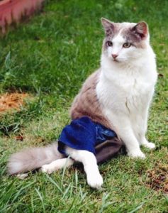 white cat with an injury to his hind legs outside in the field