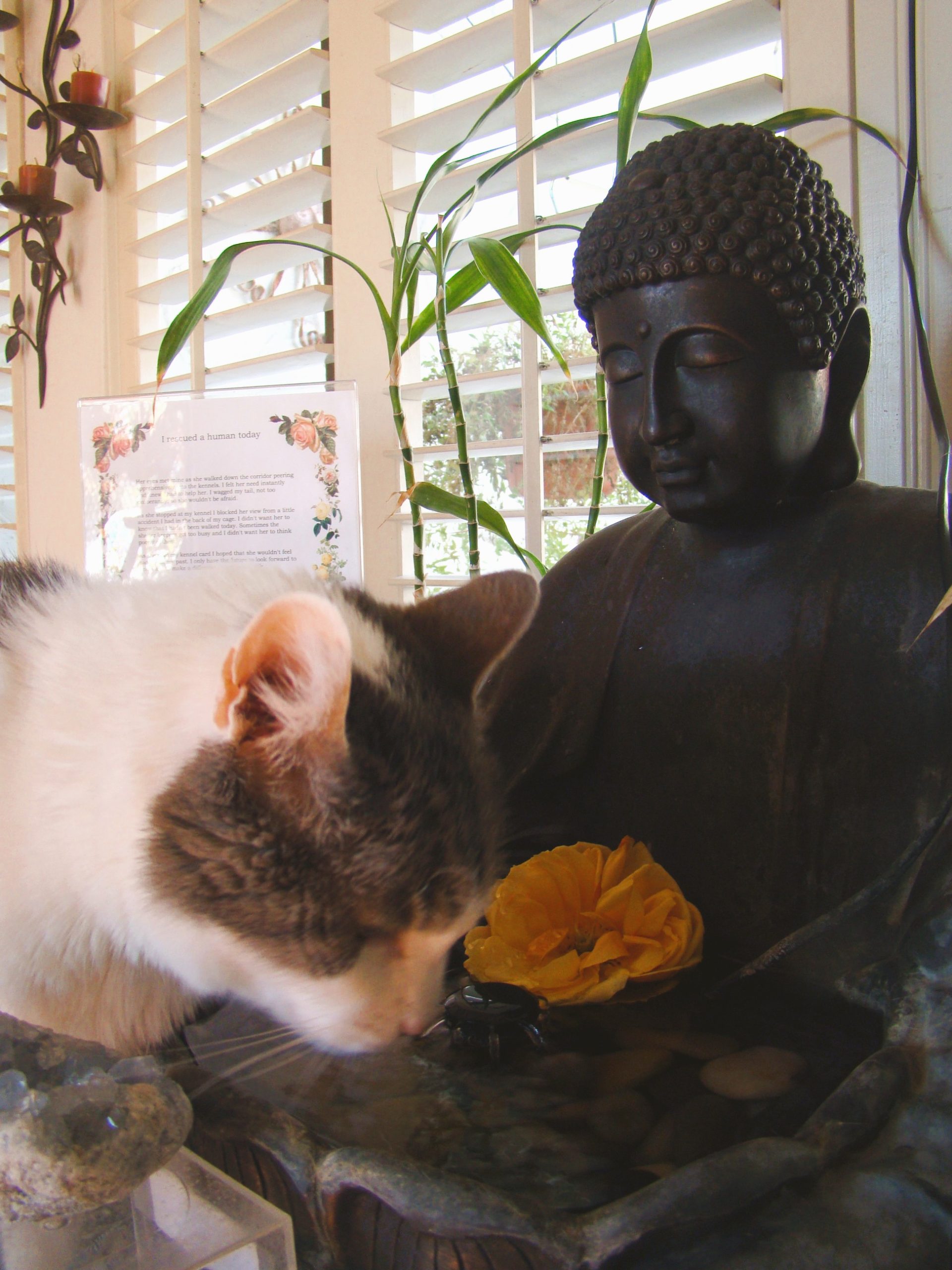 cat drinking in a water fountain shapes as buddha