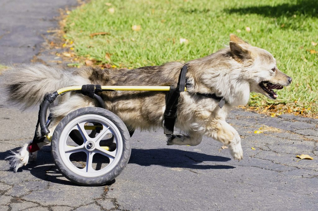 a dog with a disability is running with the help of a wheelchair strapped on his body