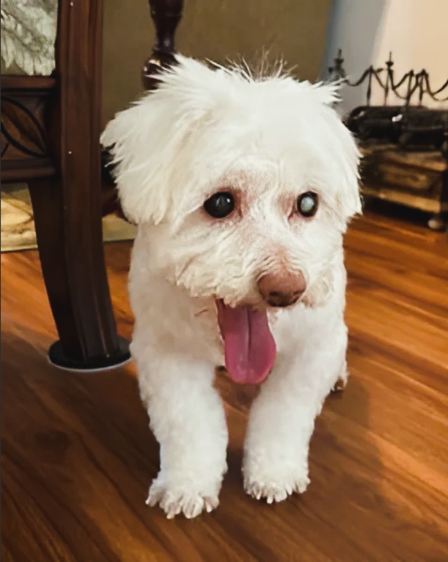 a blind white dog