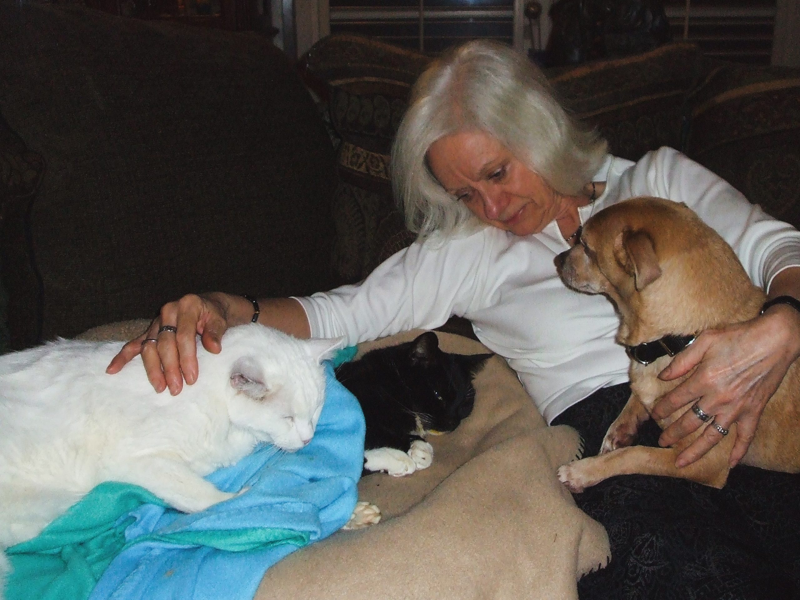 1-08 Bentley, Joey, Sushi and me on the couch