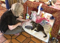 daisy-carol-reiki-210x150