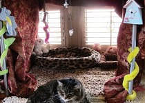 daisy-palace-210x150