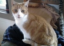 johnnie-by-molly-210x150