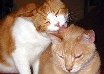 johnnie-grooming-eric-210x150