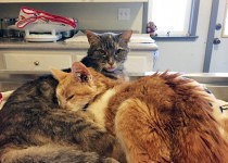 molly-and-rosie-cuddling-210x150