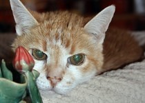 molly-in-bed-210x150