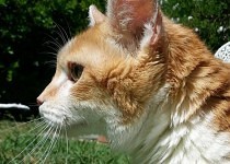 molly-outside-face-side-210x150