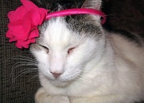 neill-wearing-headband-210x150