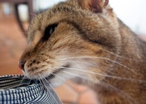 sam-by-lauren-210x150