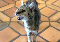 sam-doing-well-and-gaining-weight-again-210x150