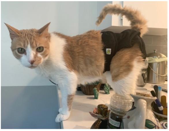 Purrci-standing-cropped