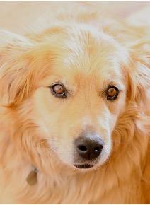 Rosie-soulful eyes-Blanca Walker