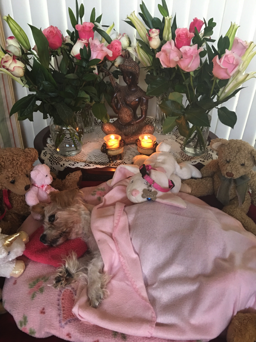 Lali in state1IMG_2231-small