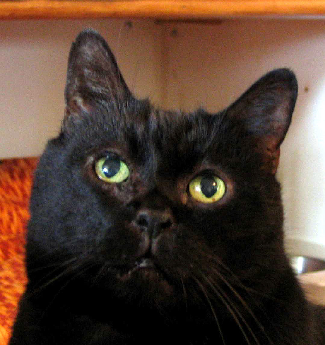 barney-looking-up-face