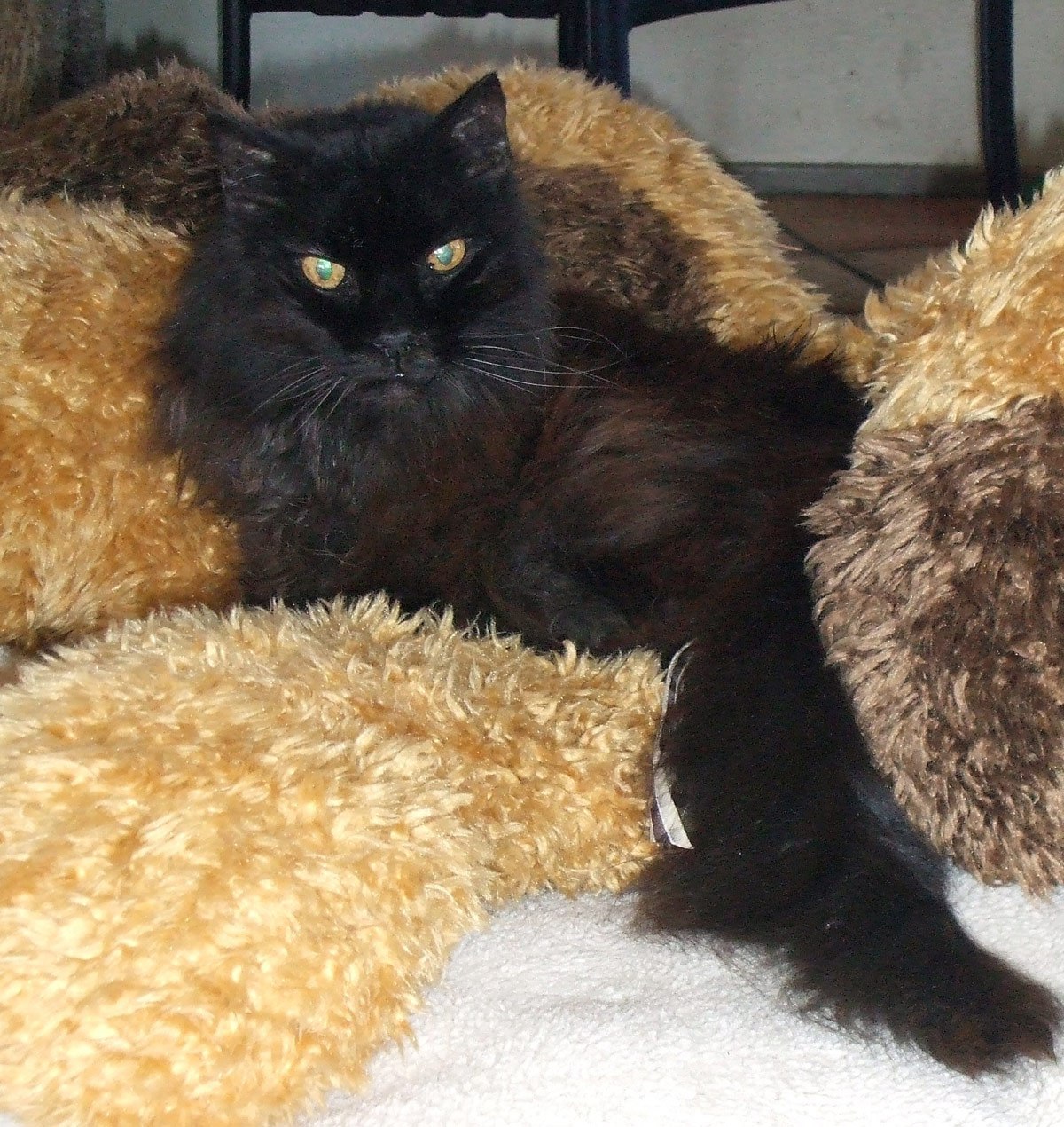 charlie-on-the-teddybear