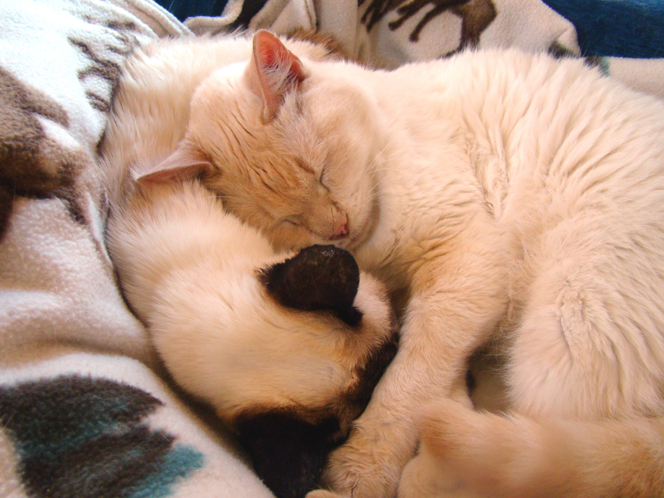 Furbee caring for Dafne-Ann