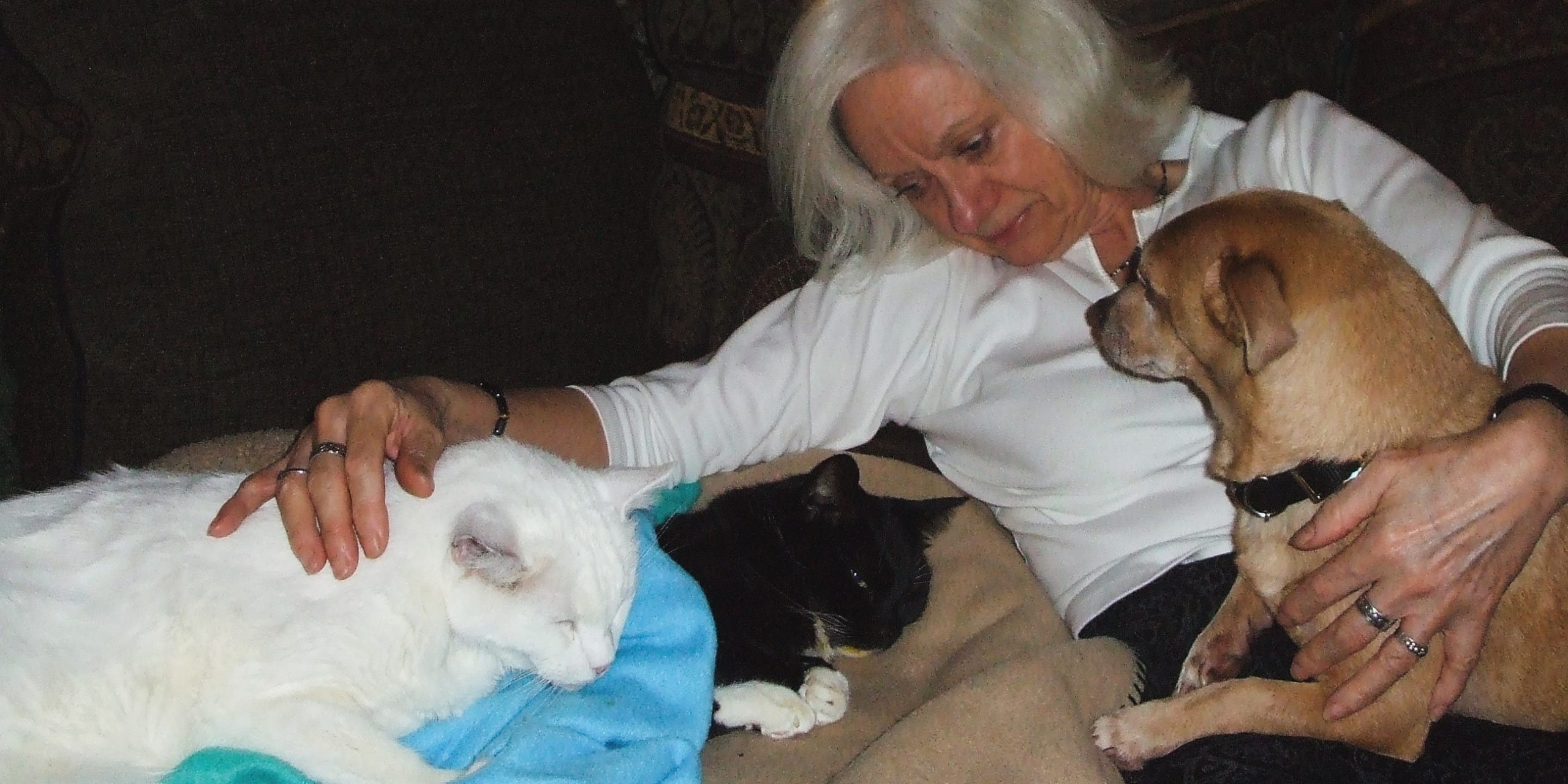 a white cat, a black sick cat, a dog, and Gail cuddling together