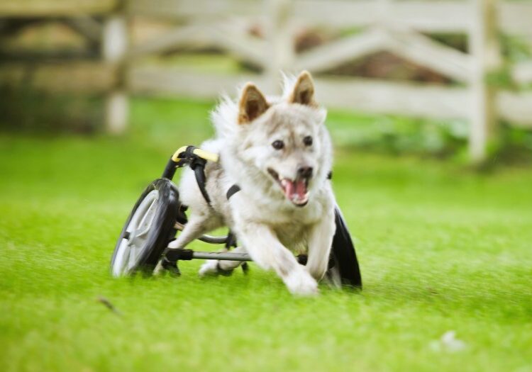 Pet parent using a support wheelchair to help their dog walk with weak limbs