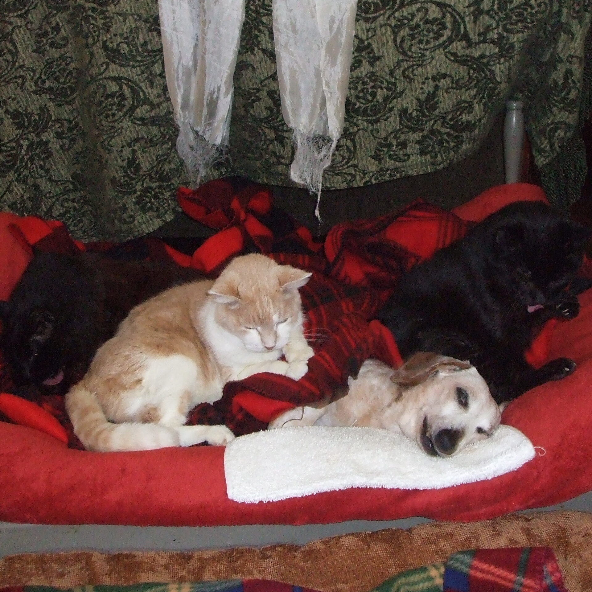 2008 OllieWood& Friends