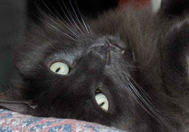 4-14-Tut-by-Blanca-4-e1445965550251