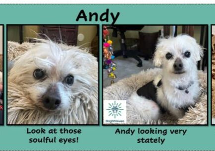 Andy-feature image-100225-v2