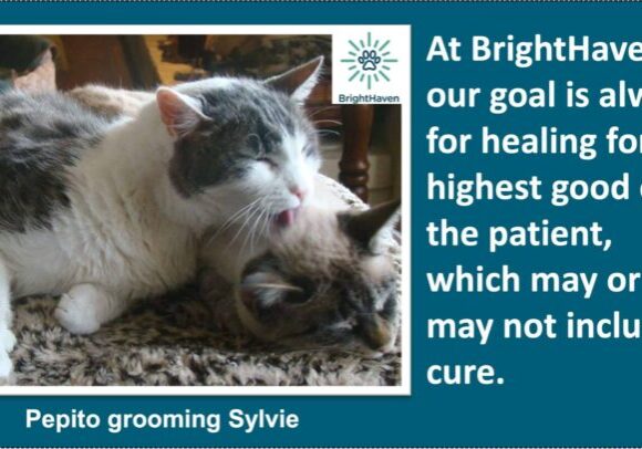 BH QUOTE-Healing vs cure