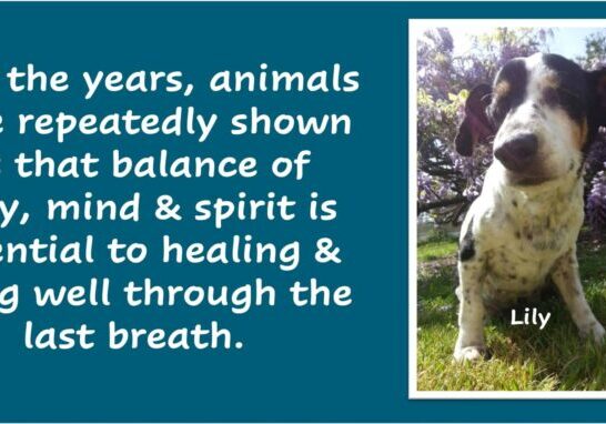 Purrci enjoying cardboard box 