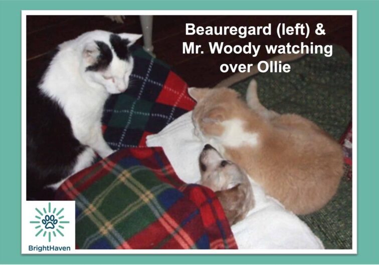 Beuregard-Mr Woody-Ollie-092724