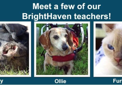 Book launch CC panel-110823