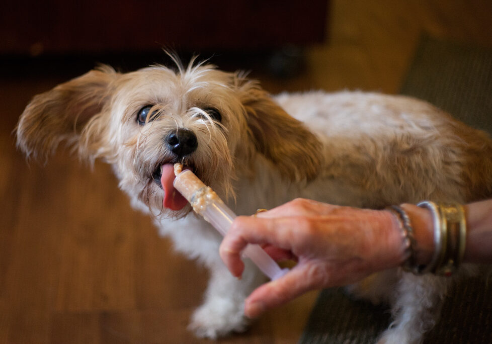 Feeding-Lali_8669-web