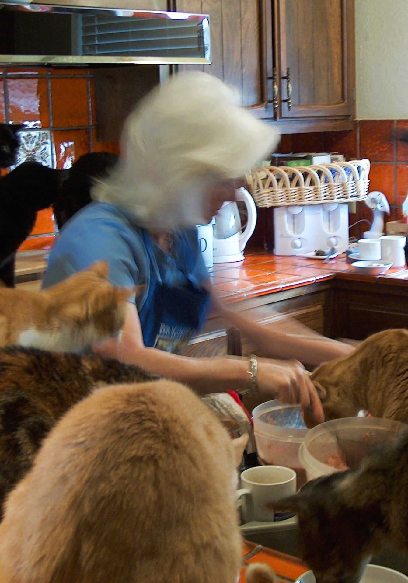 Gail Pope being super busy feeding the cats in the kitchen