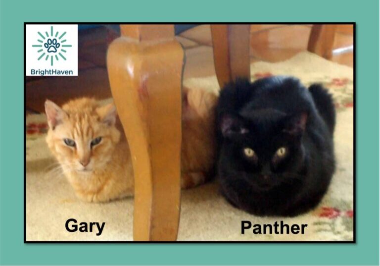 Gary-Panther-chair leg-013124