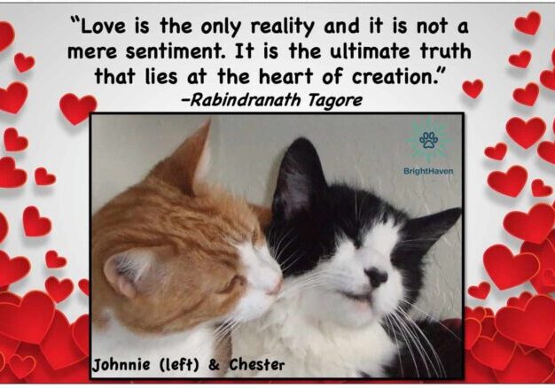 Johnnie-Chester-Valentines Day quote-2023