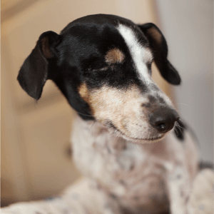 Lily (after Surgery)