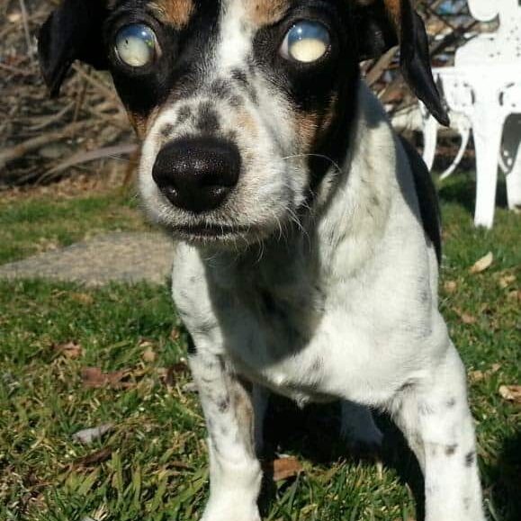 Lily (before Surgery)