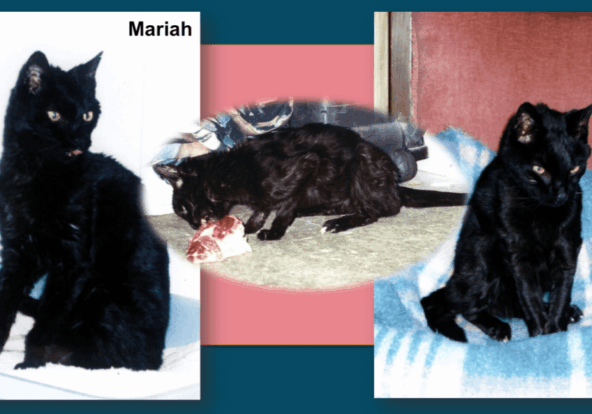 Mariah-collage-blue background