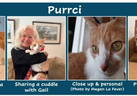 Purrci-feature photos-090925