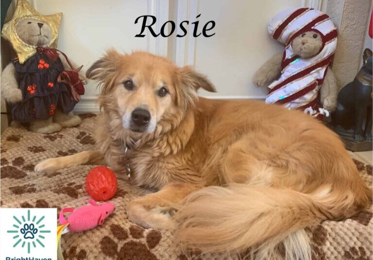 Rosie-holiday-toys-blog-feature-logo