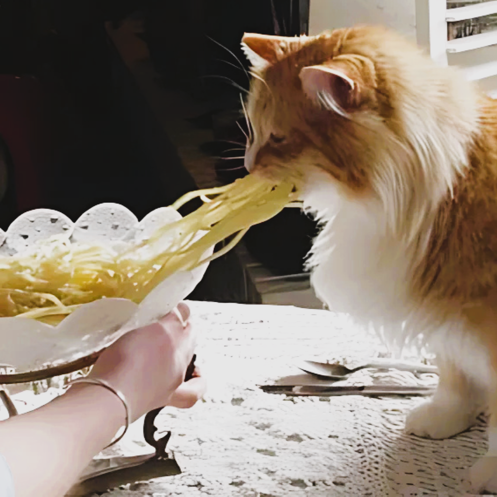 a funny photo of a cat eating a bunch of noodles