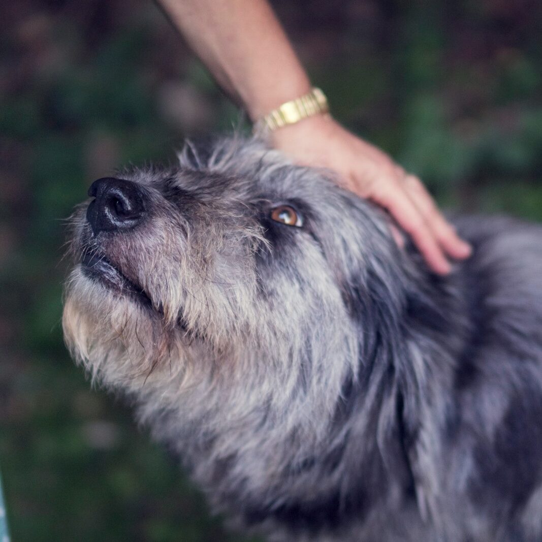 person petting black and white dog