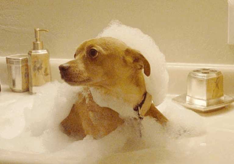 Joey enjoying a bubble bath