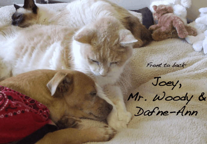 joey-mr woody-dafne-ann-blog