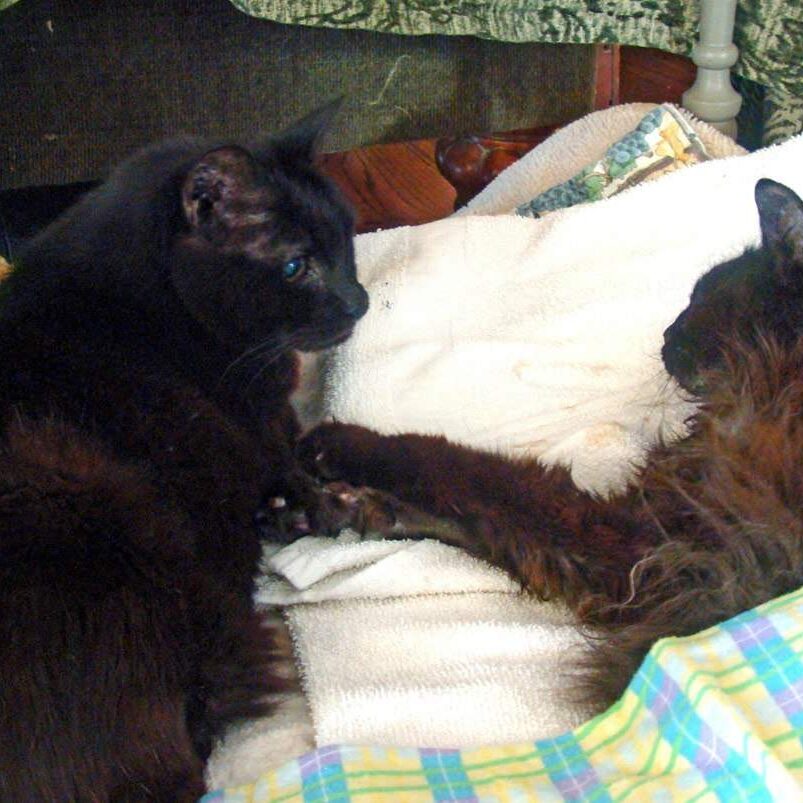 last-day-lucy-looking-after-charlie