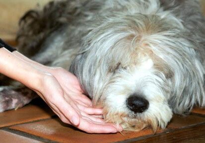 Mollie Receiving Reiki